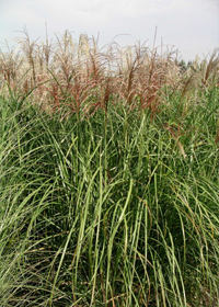 Miscanthus sinensis 'Rotsilber' Miscanthus sinensis 'Rotsilber'